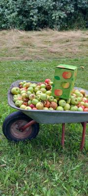 Schubkarre mit Äpfeln